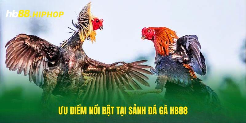 Đặc điểm nổi bật có trong đá gà HB88 